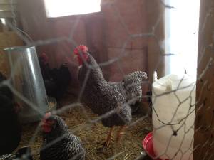 Barred Plymouth Rock